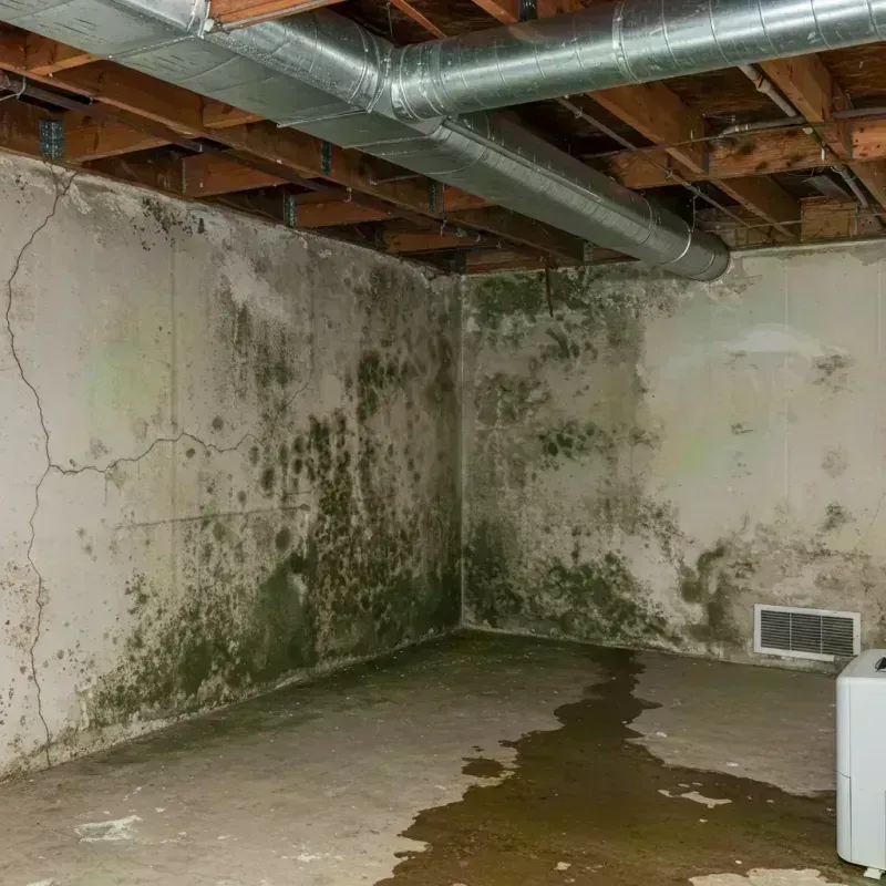 Professional Mold Removal in New Haven, MO